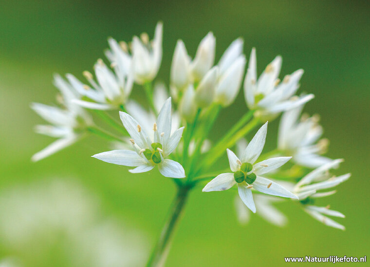 ansichtkaarten bloemen - set van 10 kaarten met bloemenmotief (nr. 121)