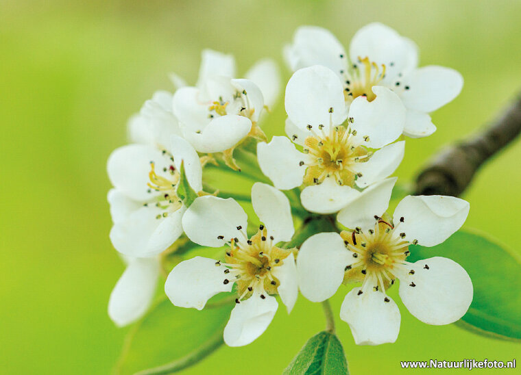 ansichtkaarten bloemen - set van 10 kaarten met bloemenmotief (nr. 121)