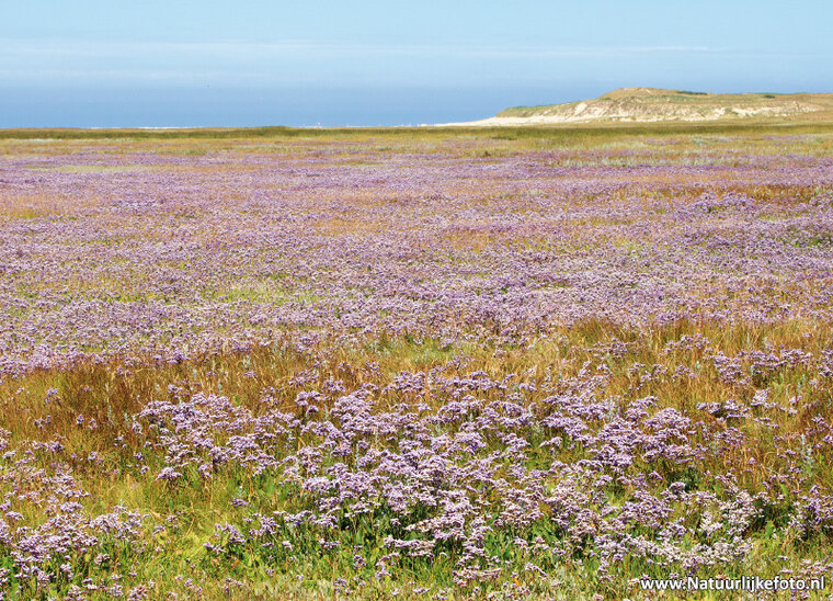 Natuur ansichtkaarten set - ideaal voor Postcrossing - set met 9 natuur kaarten (nr. 123)