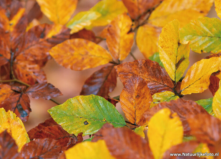 Natuur ansichtkaarten set - ideaal voor Postcrossing - set met 9 natuur kaarten (nr. 124)