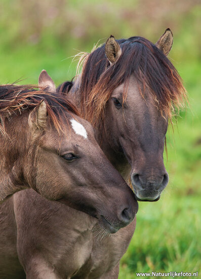 ansichtkaarten set paarden - 10 kaarten met paardenmotief (nr. 125)