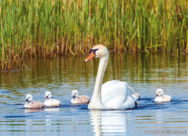 ansichtkaarten vogels - set van 9 water vogelkaarten (nr.106)