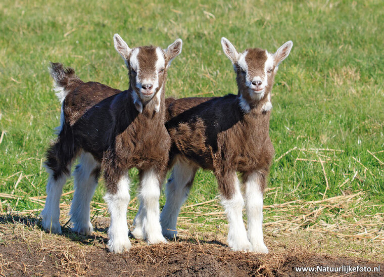 ansichtkaarten set boerderij dieren - set met 11 kaarten (nr.102)