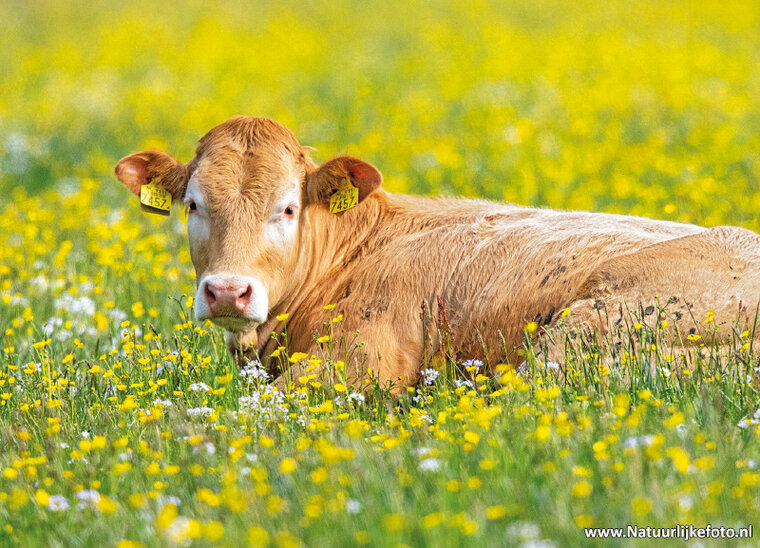 ansichtkaarten set boerderij dieren - set met 11 kaarten (nr.102)