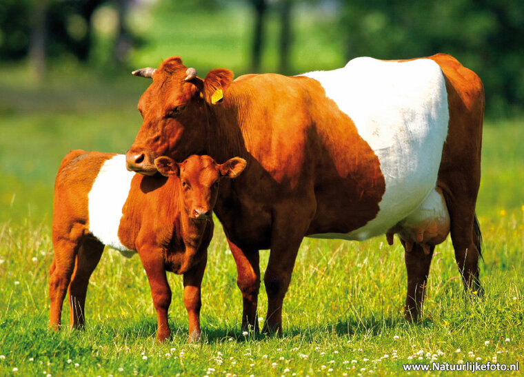 ansichtkaarten set boerderij dieren - set met 11 kaarten (nr.102)