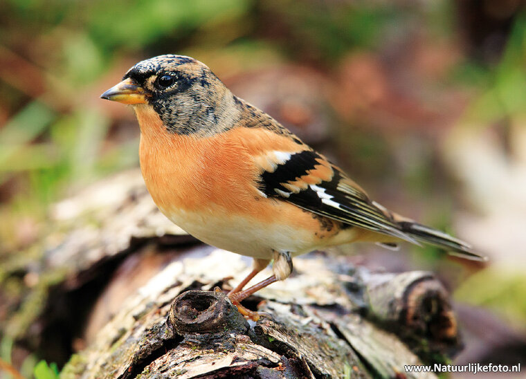 ansichtkaarten vogels - set van 12 vogelkaarten (nr. 80)