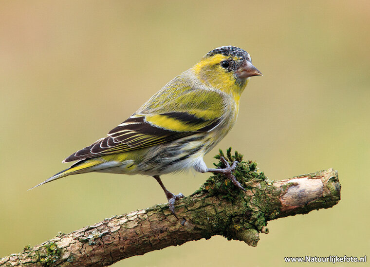 ansichtkaarten vogels - set van 12 vogelkaarten (nr. 80)