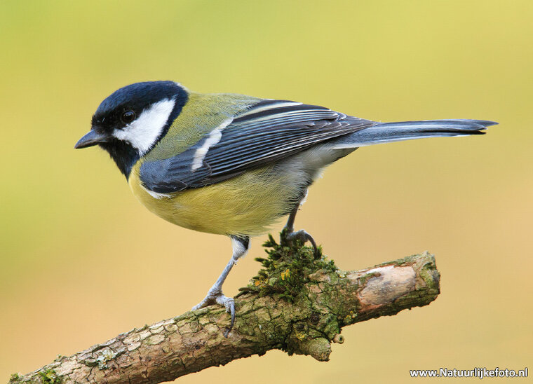 ansichtkaarten vogels - set van 12 vogelkaarten (nr. 80)