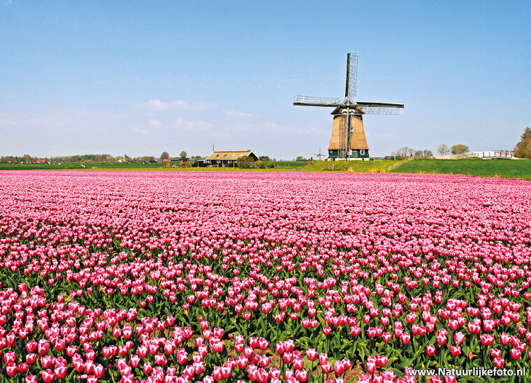 molen ansichtkaarten - set met 12 molenkaarten (nr. 64)