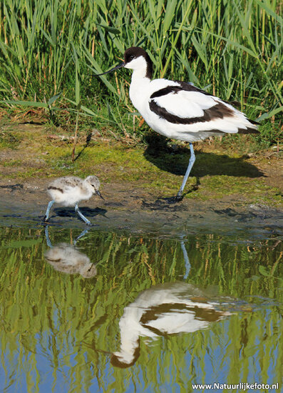 ansichtkaarten vogels - set van 16 vogelkaarten (nr. 72)