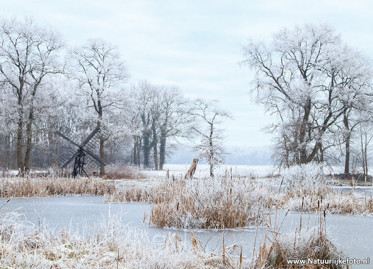Ansichtkaarten set winter - set met 12 winterse kaarten (nr. 88)