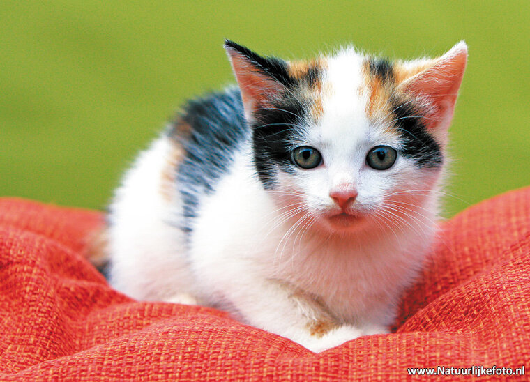 katten ansichtkaarten - set met 7 katten kaarten (nr. 89)