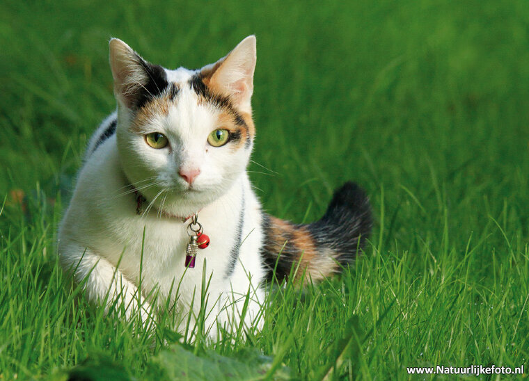 katten ansichtkaarten - set met 7 katten kaarten (nr. 89)