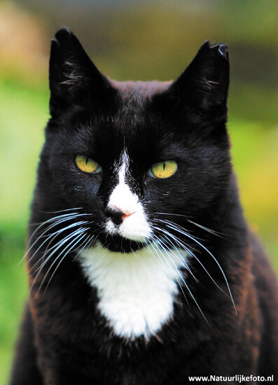 katten ansichtkaarten - set met 7 katten kaarten (nr. 89)