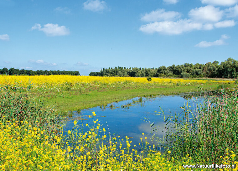 Nederland ansichtkaarten - set met 12 landschap kaarten (nr. 91)