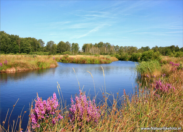 Nederland ansichtkaarten - set met 12 landschap kaarten (nr. 91)