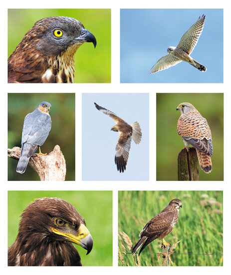 Roofvogel ansichtkaarten - set met 7 kaarten van roofvogels (nr. 71)