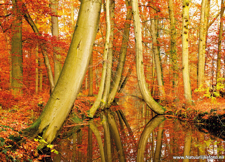 Herfst kaarten - set met 11 herfstkaarten (nr. 34)