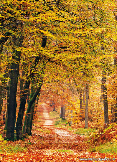 Herfst kaarten - set met 11 herfstkaarten (nr. 34)