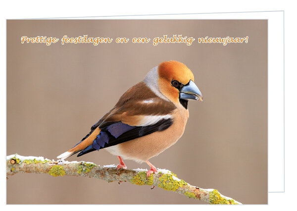 Luxe kerstkaart vogels - appelvink - dubbele kaart met envelop (K015)