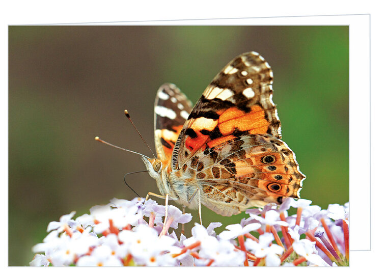Wenskaarten zonder tekst  - natuur - set van 11 stuks (set nr. 99)