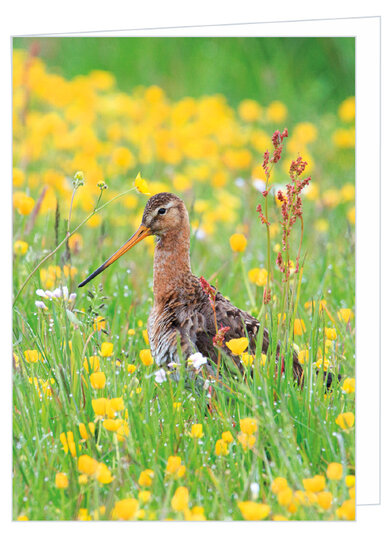 Wenskaarten zonder tekst  - natuur - set van 11 stuks (set nr. 99)