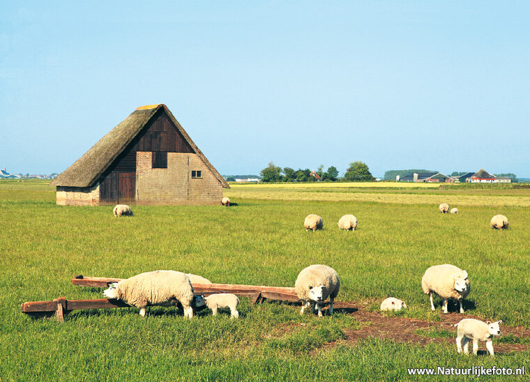 Texel ansichtkaarten - set met 16 Texelse kaarten (nr. 94)