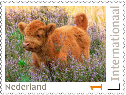 Postzegels 5 x Internationaal Schotse hooglander (PI64)