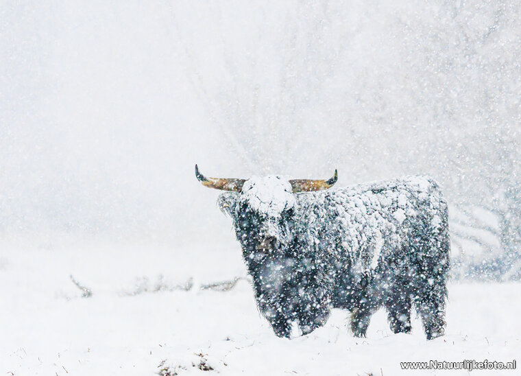 ansichtkaart Schotse hooglander in de sneeuw (0932)