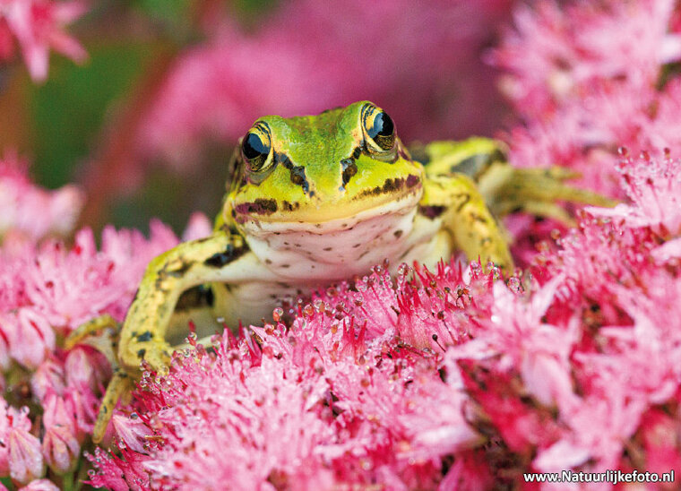 Natuur ansichtkaarten set - ideaal voor Postcrossing - set met 9 natuur kaarten (nr. 133)