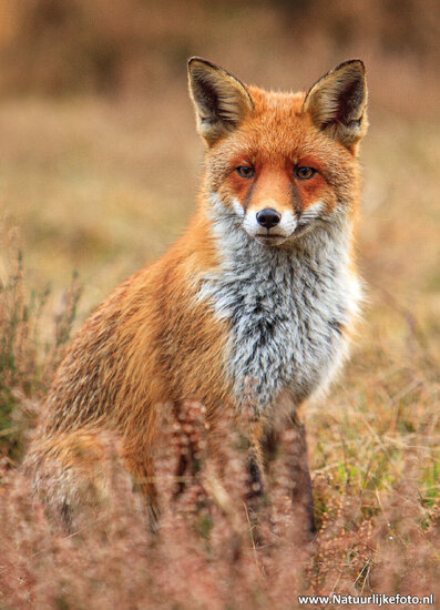 Natuur ansichtkaarten set - ideaal voor Postcrossing - set met 8 natuur kaarten (nr. 134)