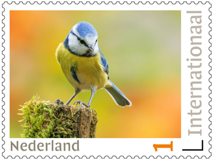 Postzegels 5 x Internationaal pimpelmees (PI40) Postzegels 5 x Internationaal pimpelmees (PI40)