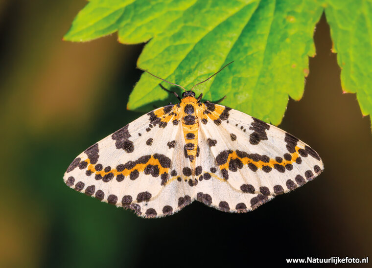 ansichtkaart bonte bessenvlinder