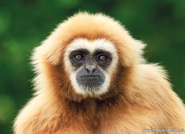 ansichtkaart withand gibbon