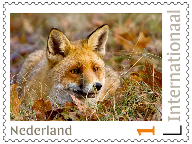 Postzegels 5 x Internationaal vos (PI52)
