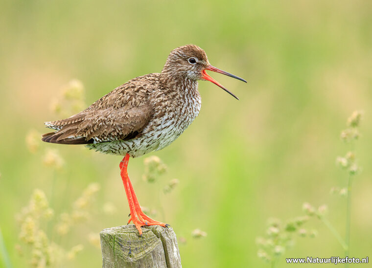 Fotografie workshop Eernewoude | Fotografie cursus Eernewoude