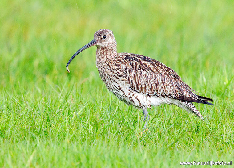 Fotografie workshop Eernewoude | Fotografie cursus Eernewoude