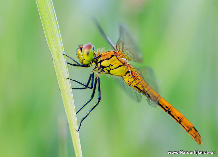 Fotografie workshop Hoogeveen | 	Fotografie cursus Hoogeveen