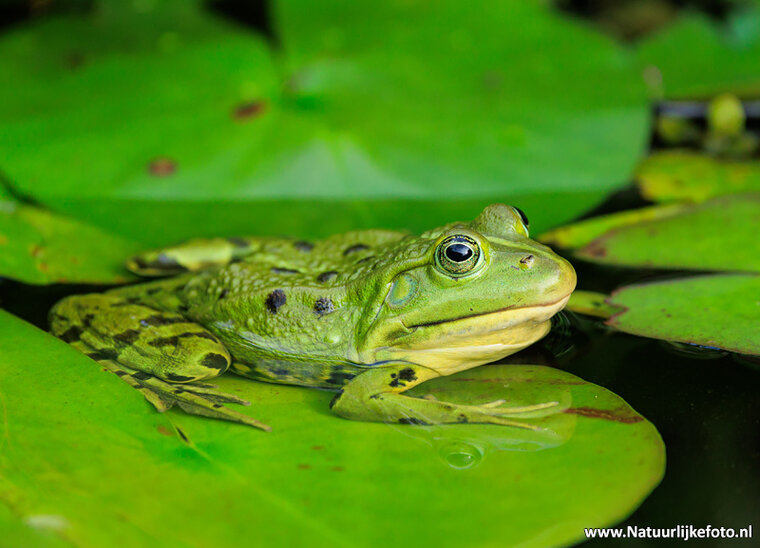 Fotografie workshop Appelscha | Fotografie cursus Appelscha