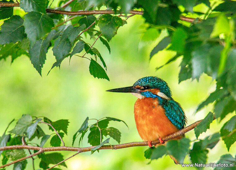 Fotografie workshop Hoogeveen | 	Fotografie cursus Hoogeveen