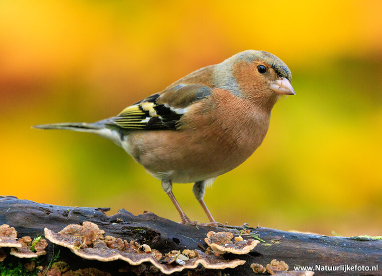 Fotografie workshop Haren | cursus fotografie Haren