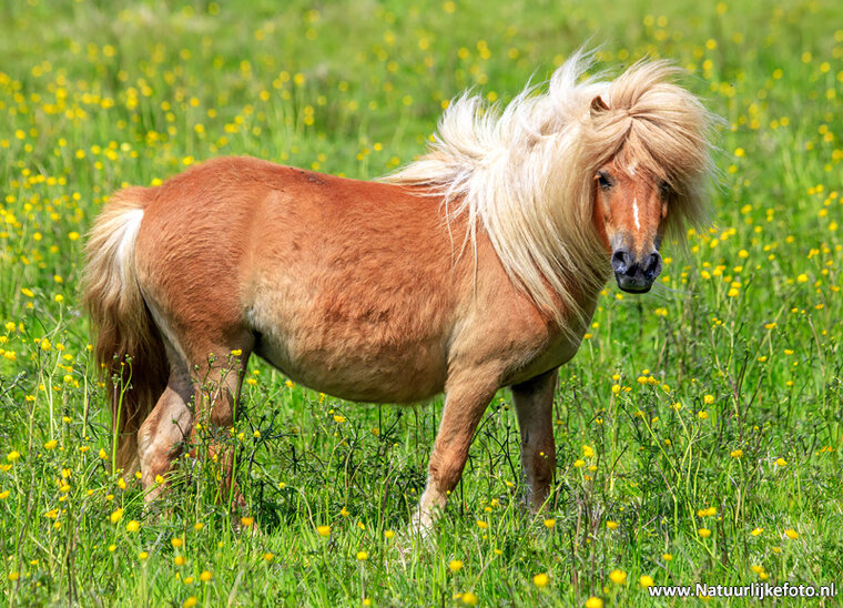 Fotografie workshop Haren | cursus fotografie Haren