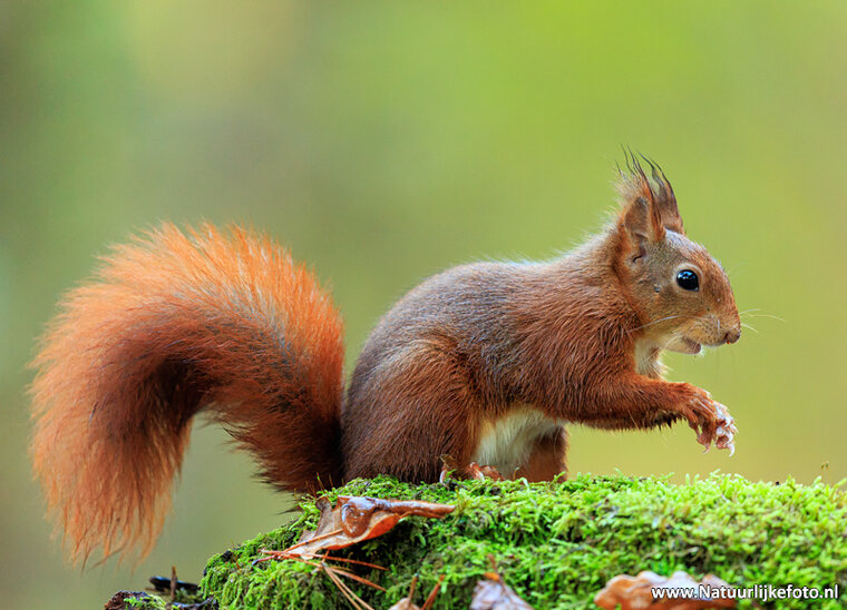 Fotografie workshop Appelscha | Fotografie cursus Appelscha