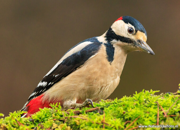Fotografie workshop Appelscha | Fotografie cursus Appelscha