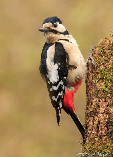 Fotografie workshop Hoogezand | Fotografie cursus Hoogezand