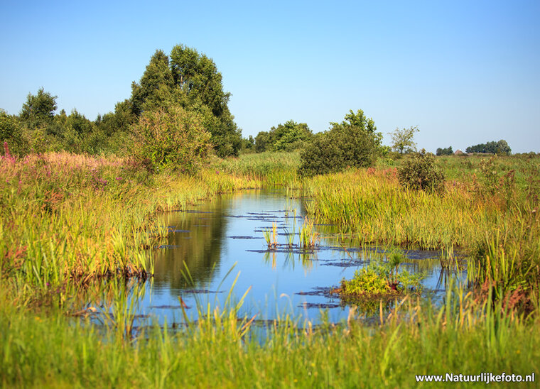 Fotografie workshop Eernewoude | Fotografie cursus Eernewoude