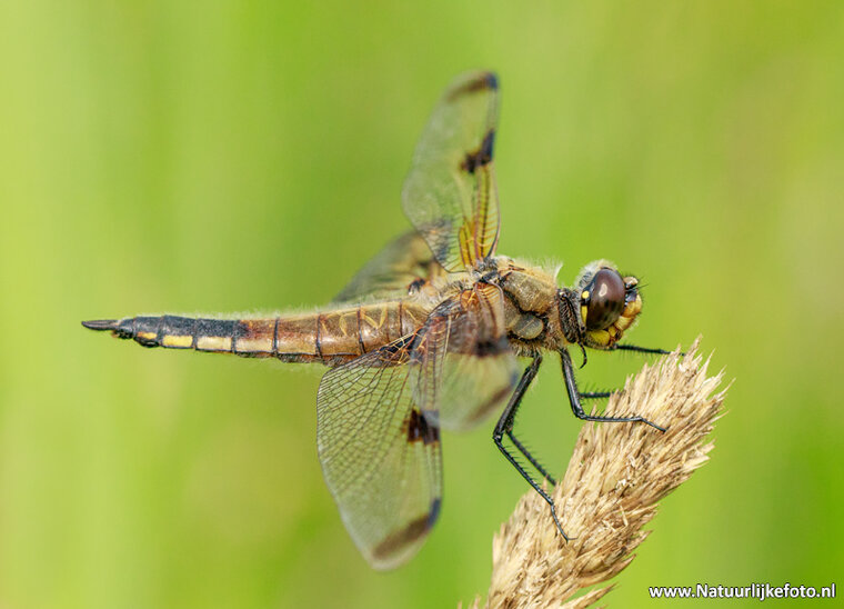 Fotografie workshop Eernewoude | Fotografie cursus Eernewoude