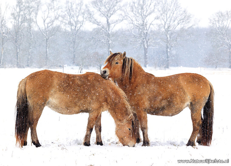 ansichtkaart Haflinger paarden in de sneeuw