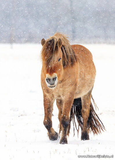ansichtkaart Haflinger paard in de sneeuw