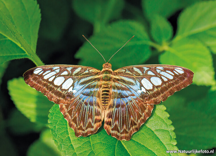 ansichtkaart klipper vlinder